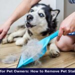 Bond Cleaning for Pet Owners: How to Remove Pet Stains and Odours